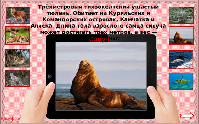 Трёхметровый тихоокеанский ушастый тюлень. Обитает на Курильских и Командорских островах, Камчатка и Аляска. Длина тела взрослого самца сивуча может достигать трёх метров, а вес — одной тонны! Сивуч 