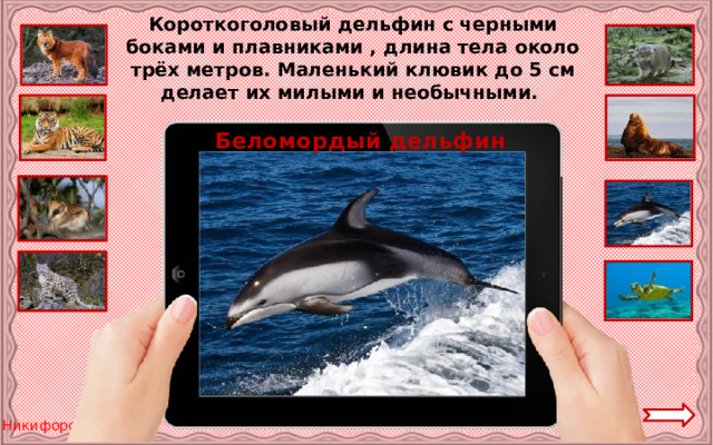 Короткоголовый дельфин с черными боками и плавниками , длина тела около трёх метров. Маленький клювик до 5 см делает их милыми и необычными. Беломордый дельфин 