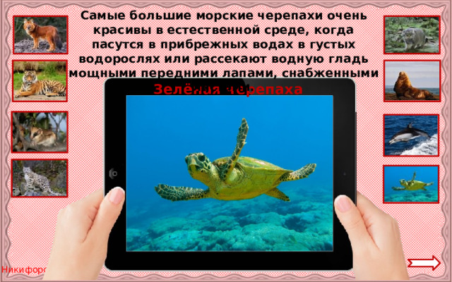 Самые большие морские черепахи очень красивы в естественной среде, когда пасутся в прибрежных водах в густых водорослях или рассекают водную гладь мощными передними лапами, снабженными ластами. Зелёная черепаха 