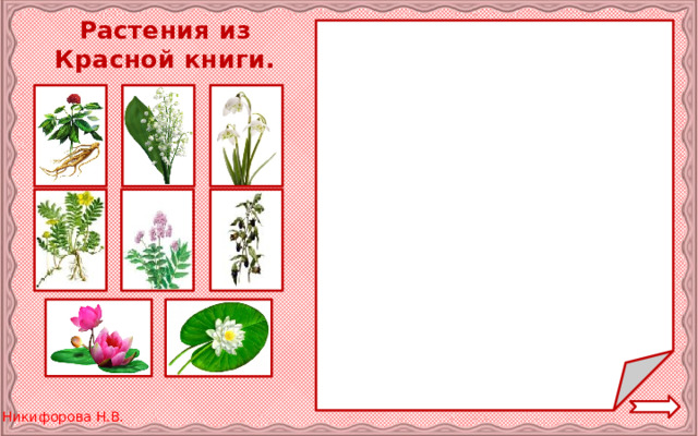 Растения из Красной книги. 