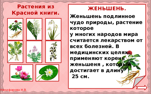 Растения из Красной книги. ЖЕНЬШЕНЬ. Женьшень подлинное чудо природы, растение которое у многих народов мира считается лекарством от всех болезней. В медицинских целях применяют корень женьшеня , который достигает в длину  25 см. 