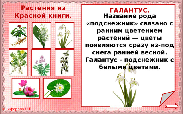 Растения из Красной книги. ГАЛАНТУС. Название рода «подснежник» связано с ранним цветением растений — цветы появляются сразу из-под снега ранней весной. Галантус - подснежник с белыми цветами. 