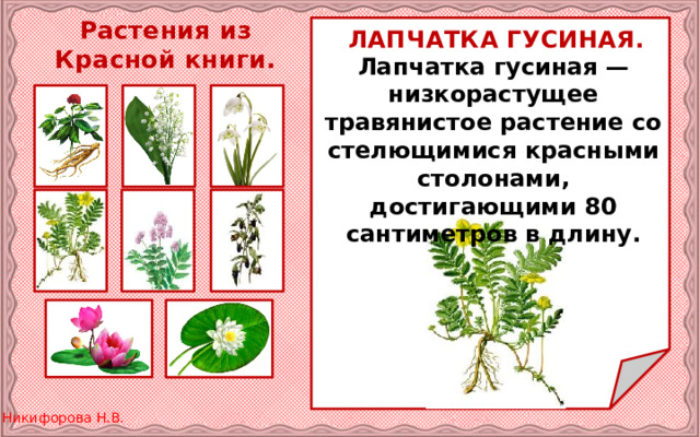 Растения из Красной книги. ЛАПЧАТКА ГУСИНАЯ. Лапчатка гусиная — низкорастущее травянистое растение со стелющимися красными столонами, достигающими 80 сантиметров в длину. 