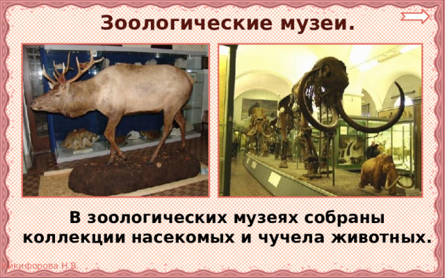 Зоологические музеи.  В зоологических музеях собраны коллекции насекомых и чучела животных. 