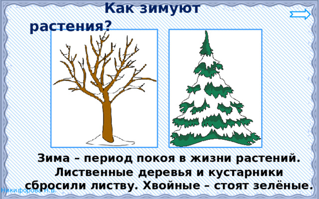  Как зимуют растения?  Зима – период покоя в жизни растений. Лиственные деревья и кустарники сбросили листву. Хвойные – стоят зелёные. 