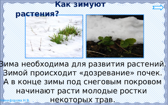  Как зимуют растения? Зима необходима для развития растений. Зимой происходит «дозревание» почек. А в конце зимы под снеговым покровом начинают расти молодые ростки некоторых трав. 