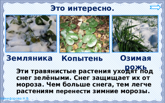 Это интересно. Земляника Озимая рожь Копытень  Эти травянистые растения уходят под снег зелёными. Снег защищает их от мороза. Чем больше снега, тем легче растениям перенести зимние морозы. 