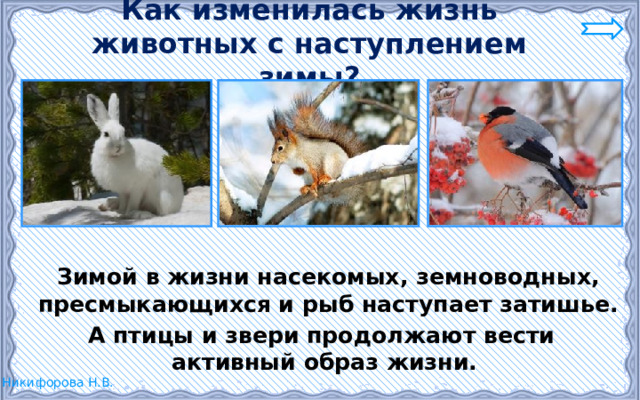 Как изменилась жизнь животных с наступлением зимы?  Зимой в жизни насекомых, земноводных, пресмыкающихся и рыб наступает затишье.  А птицы и звери продолжают вести активный образ жизни. 