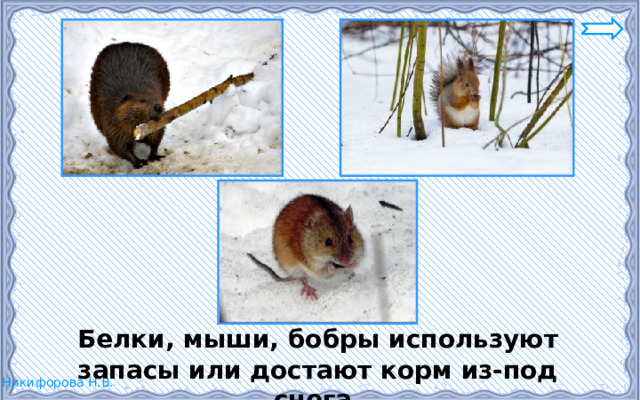  Белки, мыши, бобры используют запасы или достают корм из-под снега. 
