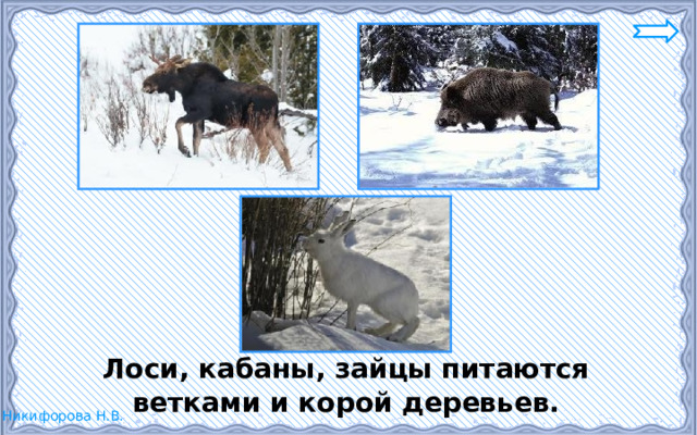  Лоси, кабаны, зайцы питаются ветками и корой деревьев. 