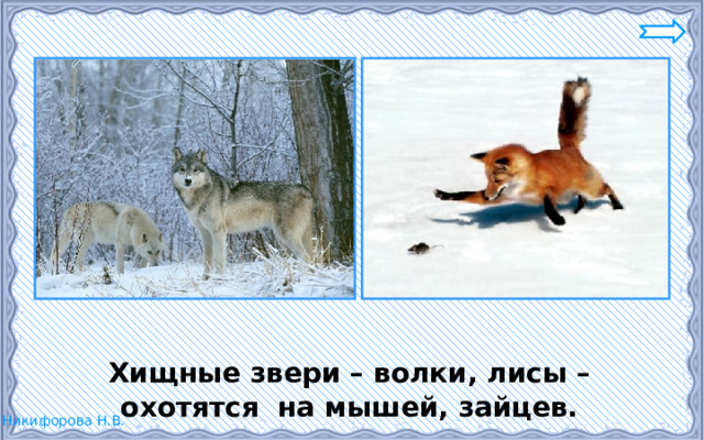  Хищные звери – волки, лисы – охотятся на мышей, зайцев. 