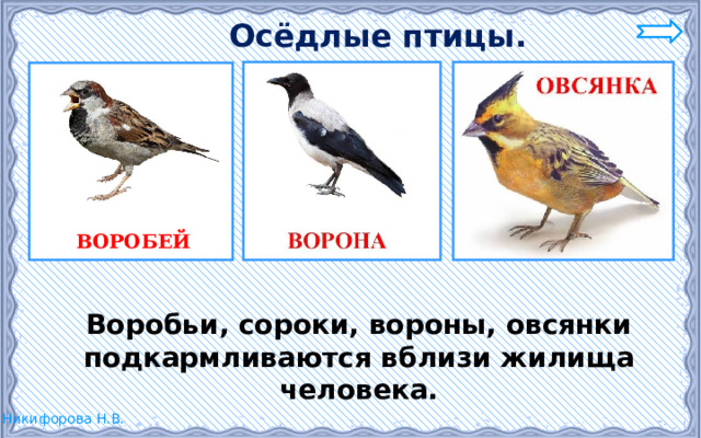  Осёдлые птицы. ВОРОБЕЙ  Воробьи, сороки, вороны, овсянки подкармливаются вблизи жилища человека. 