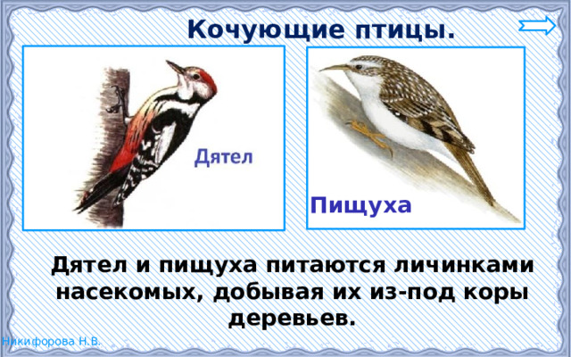  Кочующие птицы. Пищуха  Дятел и пищуха питаются личинками насекомых, добывая их из-под коры деревьев. 