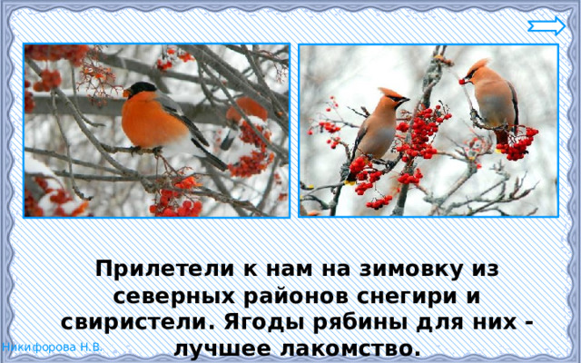  Прилетели к нам на зимовку из северных районов снегири и свиристели. Ягоды рябины для них - лучшее лакомство. 