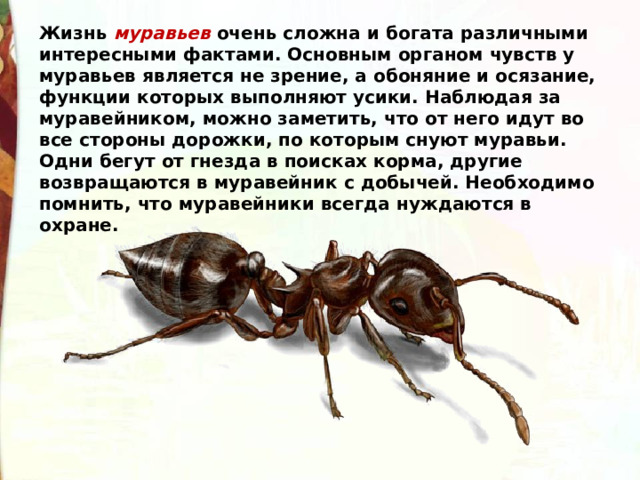 Жизнь муравьев очень сложна и богата различными интересными фактами. Основным органом чувств у муравьев является не зрение, а обоняние и осязание, функции которых выполняют усики. Наблюдая за муравейником, можно заметить, что от него идут во все стороны дорожки, по которым снуют муравьи. Одни бегут от гнезда в поисках корма, другие возвращаются в муравейник с добычей. Необходимо помнить, что муравейники всегда нуждаются в охране. 