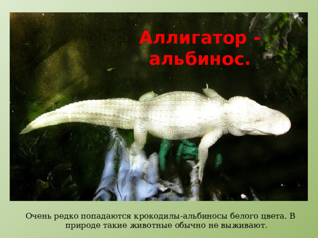 Аллигатор - альбинос. Очень редко попадаются крокодилы-альбиносы белого цвета. В природе такие животные обычно не выживают. 