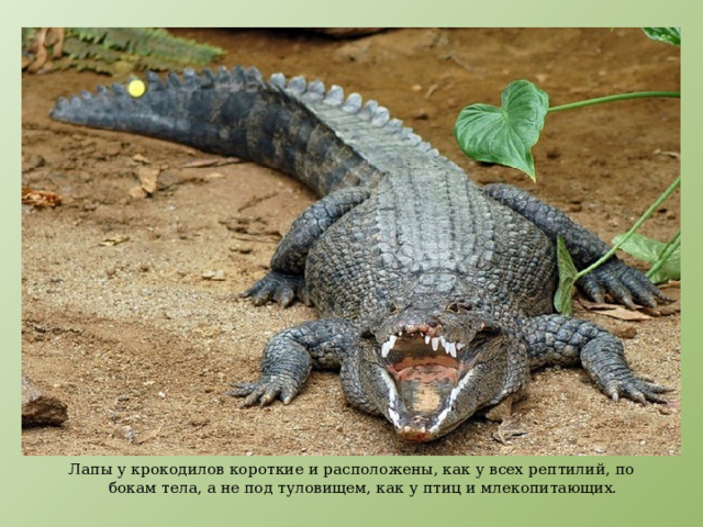 Лапы у крокодилов короткие и расположены, как у всех рептилий, по бокам тела, а не под туловищем, как у птиц и млекопитающих. 