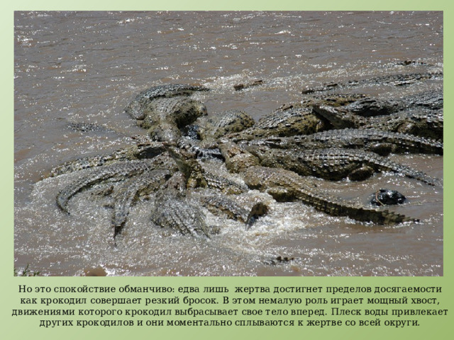 Крокодил ловит цаплю, которая неосмотрительно пыталась на него сесть. Но это спокойствие обманчиво: едва лишь жертва достигнет пределов досягаемости как крокодил совершает резкий бросок. В этом немалую роль играет мощный хвост, движениями которого крокодил выбрасывает свое тело вперед. Плеск воды привлекает других крокодилов и они моментально сплываются к жертве со всей округи. 