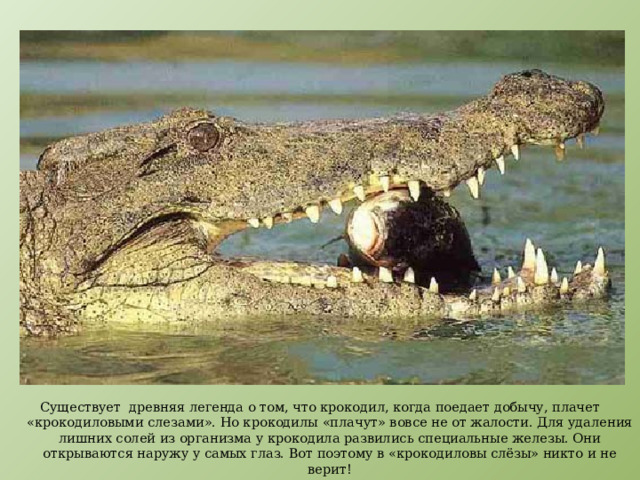Существует древняя легенда о том, что крокодил, когда поедает добычу, плачет «крокодиловыми слезами». Но крокодилы «плачут» вовсе не от жалости. Для удаления лишних солей из организма у крокодила развились специальные железы. Они открываются наружу у самых глаз. Вот поэтому в «крокодиловы слёзы» никто и не верит! 