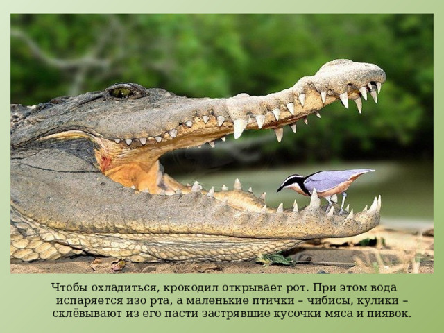 Чтобы охладиться, крокодил открывает рот. При этом вода испаряется изо рта, а маленькие птички – чибисы, кулики – склёвывают из его пасти застрявшие кусочки мяса и пиявок. 