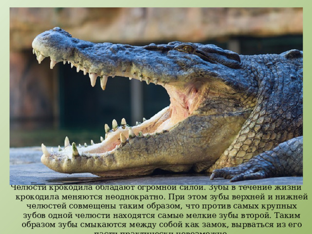 Челюсти крокодила обладают огромной силой. Зубы в течение жизни крокодила меняются неоднократно. При этом зубы верхней и нижней челюстей совмещены таким образом, что против самых крупных зубов одной челюсти находятся самые мелкие зубы второй. Таким образом зубы смыкаются между собой как замок, вырваться из его пасти практически невозможно. 