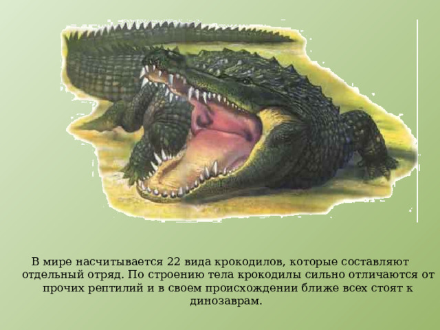 В мире насчитывается 22 вида крокодилов, которые составляют отдельный отряд. По строению тела крокодилы сильно отличаются от прочих рептилий и в своем происхождении ближе всех стоят к динозаврам. 