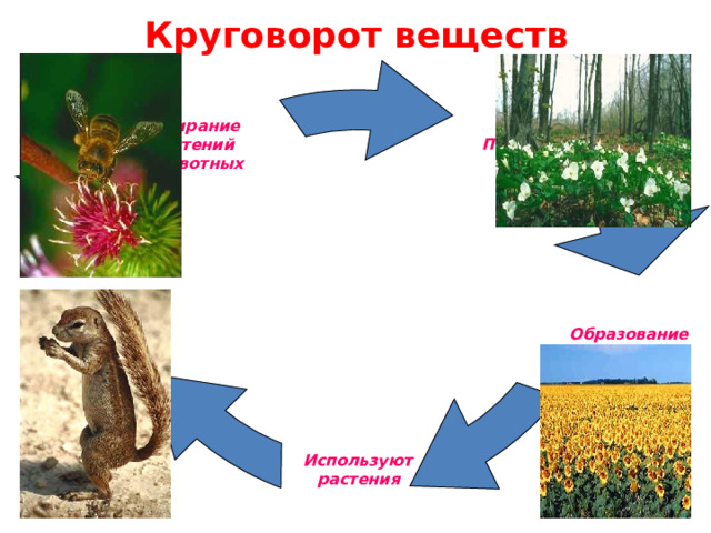 Круговорот веществ Перегной Отмирание  растений  и животных Образование  солей  Питаются  животные Используют  растения  