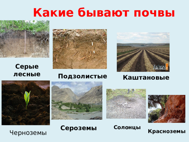 Какие бывают почвы Серые лесные Подзолистые Каштановые Солонцы Сероземы Красноземы Черноземы 