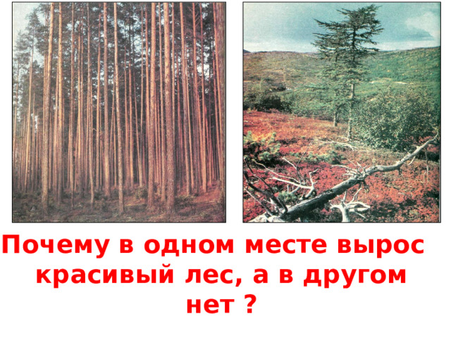 Почему в одном месте вырос красивый лес, а в другом нет ? 