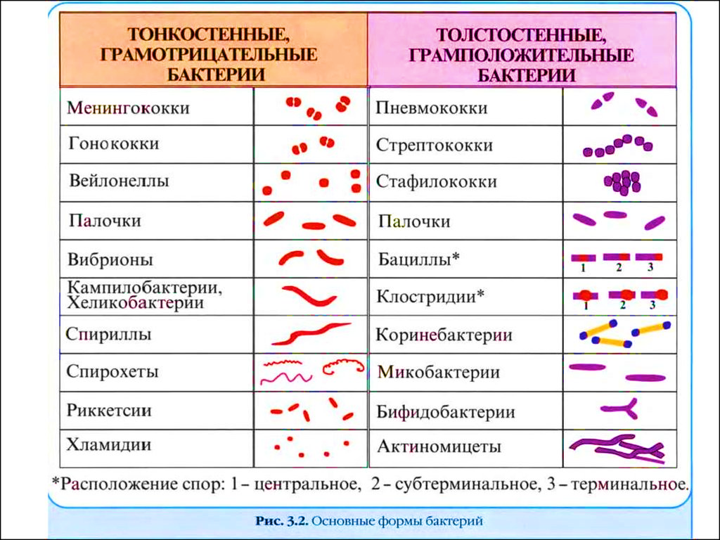 Практическая работа №1 Знакомство с микробиологической лабораторией.  Изучение морфологии микроорганизмов.