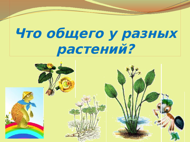 Что общего у разных растений? 