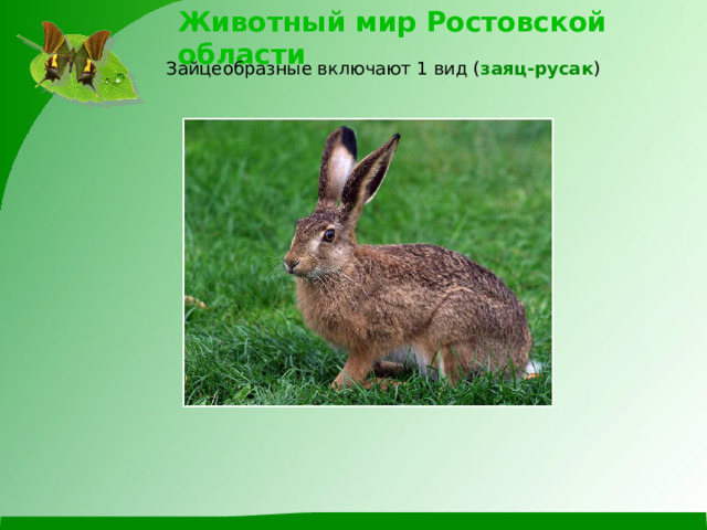 Животный мир Ростовской области Зайцеобразные включают 1 вид ( заяц-русак )  