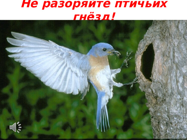 Не разоряйте птичьих гнёзд! 