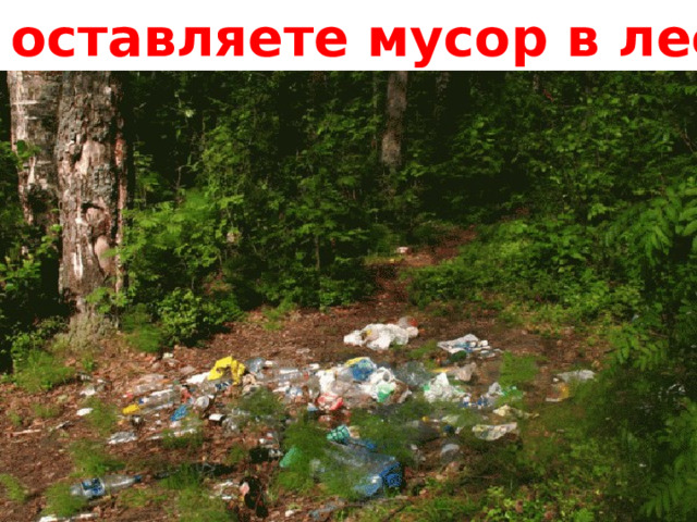 Не оставляете мусор в лесу! 