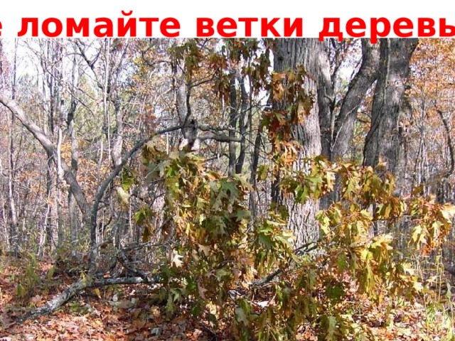 Не ломайте ветки деревьев! 