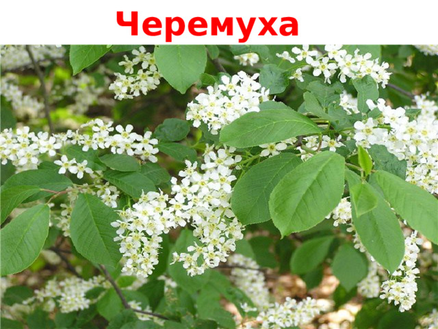 Черемуха 