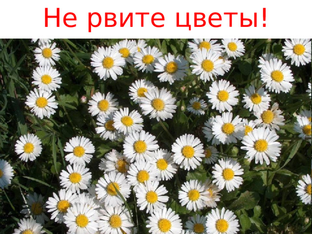 Не рвите цветы! 