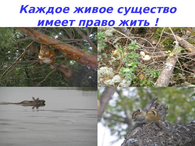 Каждое живое существо имеет право жить ! 