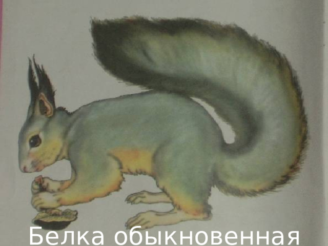 Белка обыкновенная 