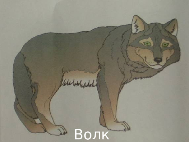 Волк 