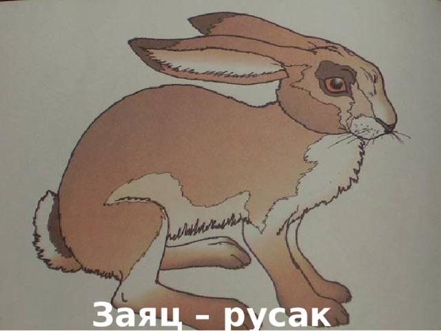 Заяц – русак 