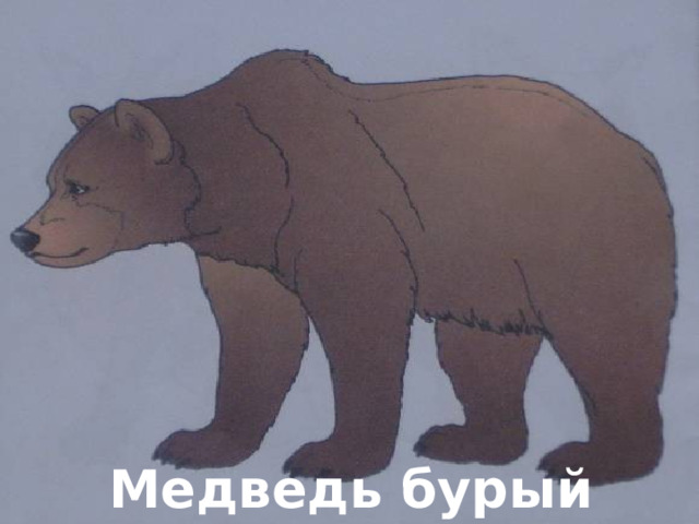 Медведь бурый 