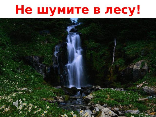 Не шумите в лесу ! 
