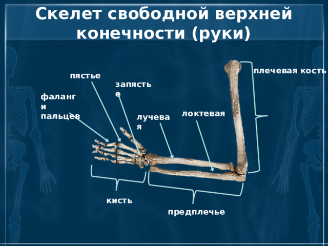 Соединения свободных конечностей. Скелет поясов конечностей. Скелет свободной верхней конечности. Соединение костей свободной верхней конечности. Фаланги пальцев соединение костей.