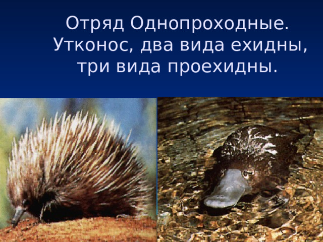 Отряд Однопроходные.  Утконос, два вида ехидны, три вида проехидны. 