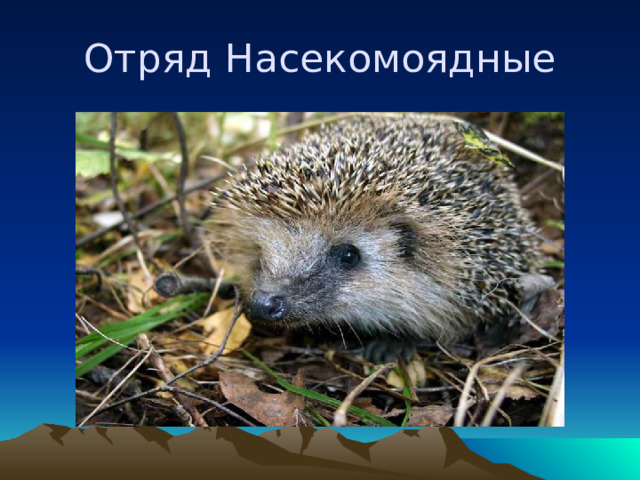 Отряд Насекомоядные 