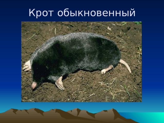  Крот обыкновенный 