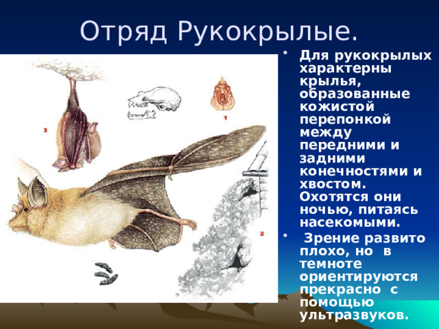 Отряд Рукокрылые. Для рукокрылых характерны крылья, образованные кожистой перепонкой между передними и задними конечностями и хвостом. Охотятся они ночью, питаясь насекомыми.  Зрение развито плохо, но в темноте ориентируются прекрасно с помощью ультразвуков. 