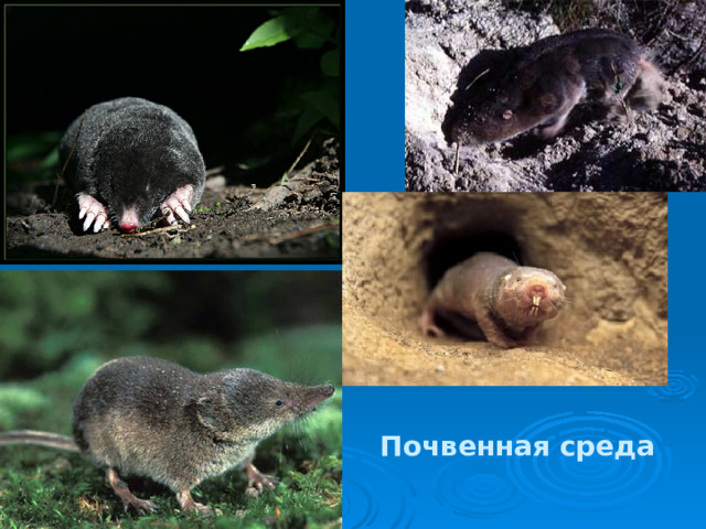 Почвенная среда 