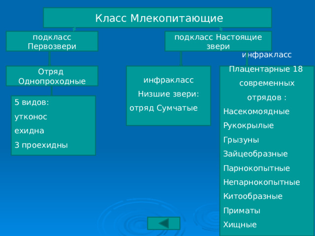  Класс Млекопитающие подкласс Первозвери подкласс Настоящие звери инфракласс Плацентарные 18 Отряд Однопроходные инфракласс современных отрядов : Низшие звери: отряд Сумчатые Насекомоядные Рукокрылые Грызуны Зайцеобразные Парнокопытные Непарнокопытные Китообразные Приматы Хищные 5 видов: утконос ехидна 3 проехидны 